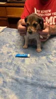 BB1-Female Tri, a female Beagle for sale in Paw Paw, MI – 2 of 2