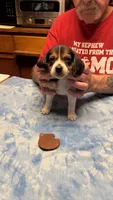 BB3-Tri female, a female Beagle for sale in Paw Paw, MI – 2 of 2