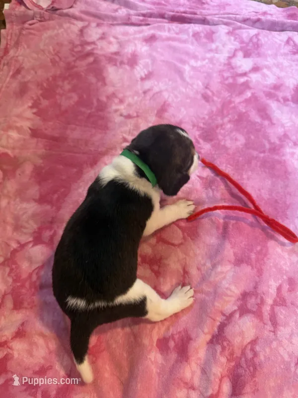 PLB1-Tri female  – Beagle puppy for sale in Paw Paw, MI