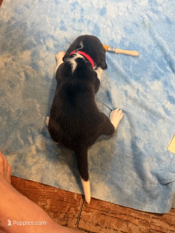 PB3-Tri male – Beagle puppy for sale in Paw Paw, MI