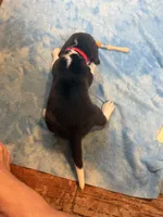PB3-Tri male, a male Beagle for sale in Paw Paw, MI – 1 of 2