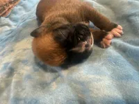 BB5, a male Boxer for sale in Paw Paw, MI – 2 of 2