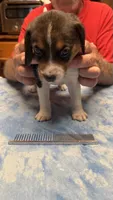 LB1-Tri male , a male Beagle for sale in Paw Paw, MI – 2 of 2