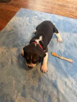 PB3-Tri male, a male Beagle for sale in Paw Paw, MI – 2 of 2