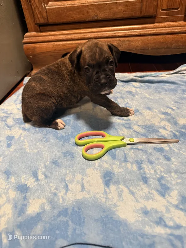 BB3- Dark Brindle Male – Boxer puppy for sale in Paw Paw, MI