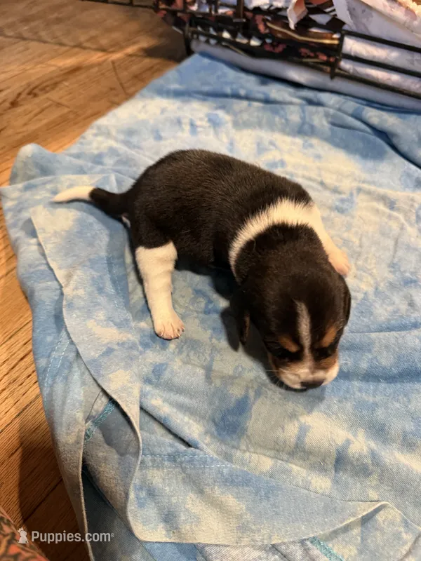 BB4-Tri Male – Beagle puppy for sale in Paw Paw, MI