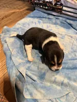 BB4-Tri Male, a male Beagle for sale in Paw Paw, MI – 1 of 1