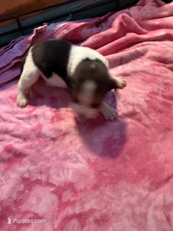 PLB1-Tri female  – Beagle puppy for sale in Paw Paw, MI