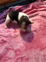 PLB1-Tri female , a female Beagle for sale in Paw Paw, MI – 1 of 1