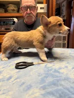 NC1-Red Male Corgi, a male Pembroke Welsh Corgi for sale in Paw Paw, MI – Photo 1 of 2