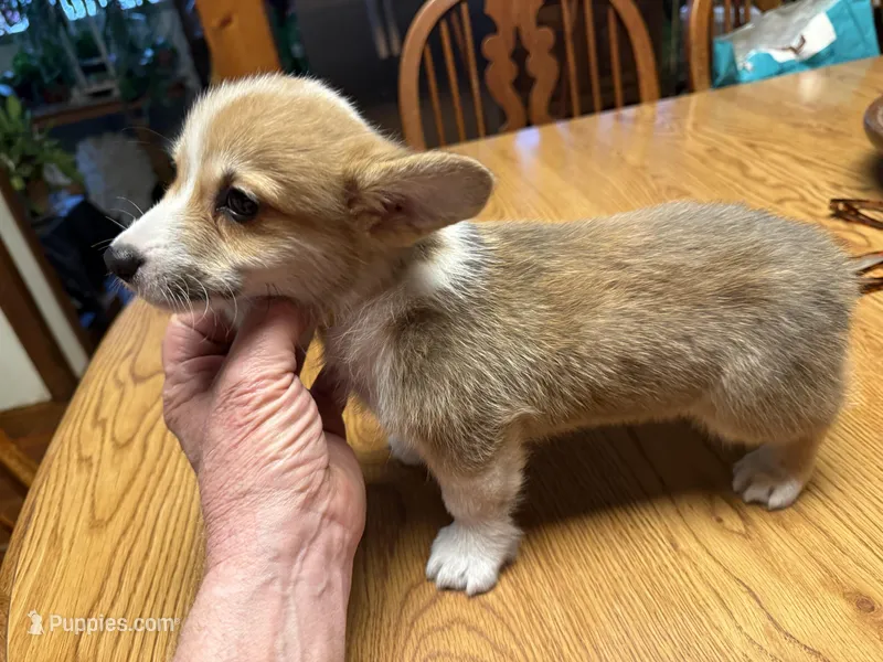 CC-3 Red Male Corgi