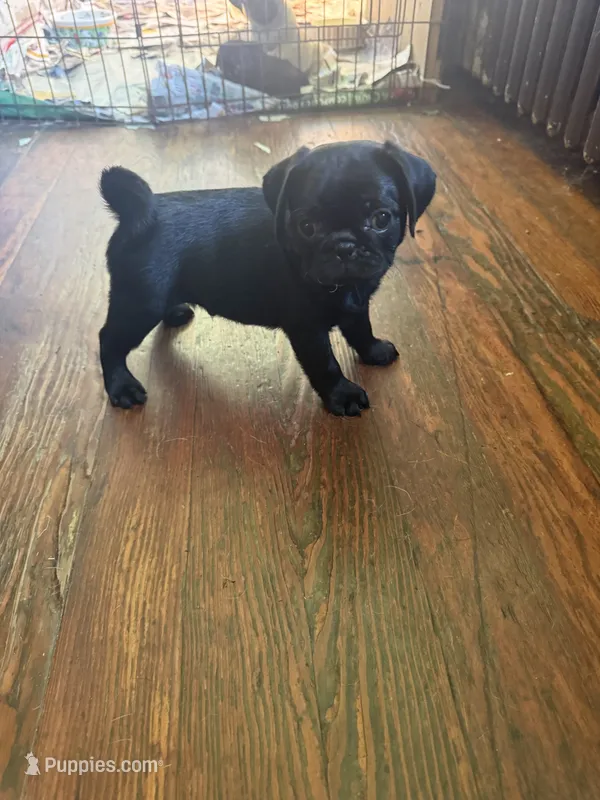EP3-pug – Pug puppy for sale in Paw Paw, MI