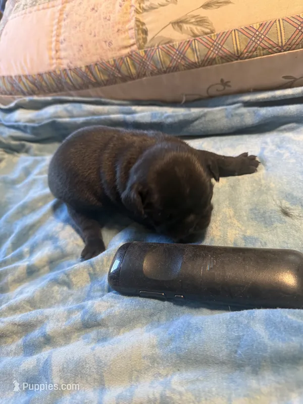 RP4- blackmail Pug – Pug puppy for sale in Paw Paw, MI