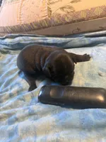 RP4- blackmail Pug, a male Pug for sale in Paw Paw, MI – 1 of 1