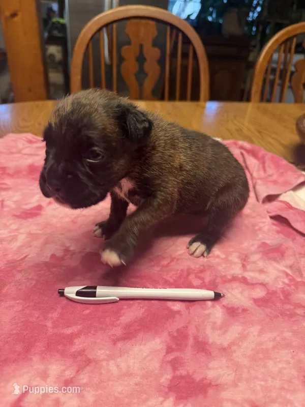 BB2- Dark Brindle female – Boxer puppy for sale in Paw Paw, MI
