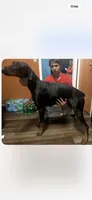 Snickers, a female Doberman Pinscher for sale in Paw Paw, MI – 1 of 2