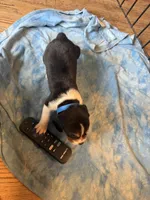 LB3-Tri Male, a male Beagle for sale in Paw Paw, MI – 2 of 2