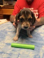 PB1-tri male, a female Beagle for sale in Paw Paw, MI – 2 of 2