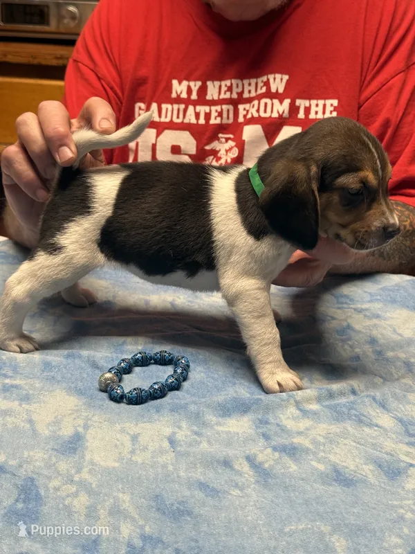 PLB2-Tri Female  – Beagle puppy for sale in Paw Paw, MI