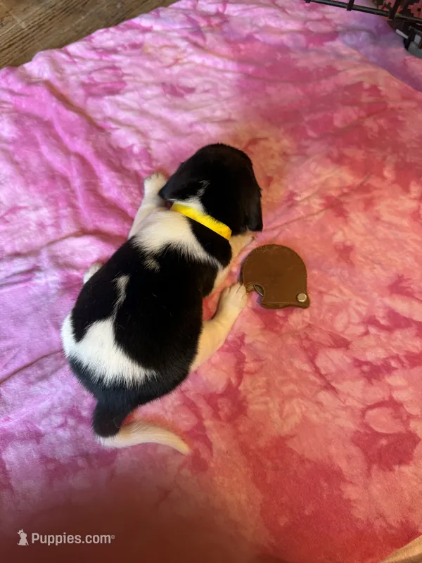 BB3-Tri female – Beagle puppy for sale in Paw Paw, MI