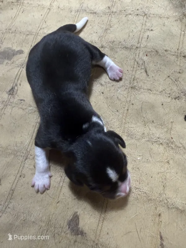 PB4- Female Tri – Beagle puppy for sale in Paw Paw, MI
