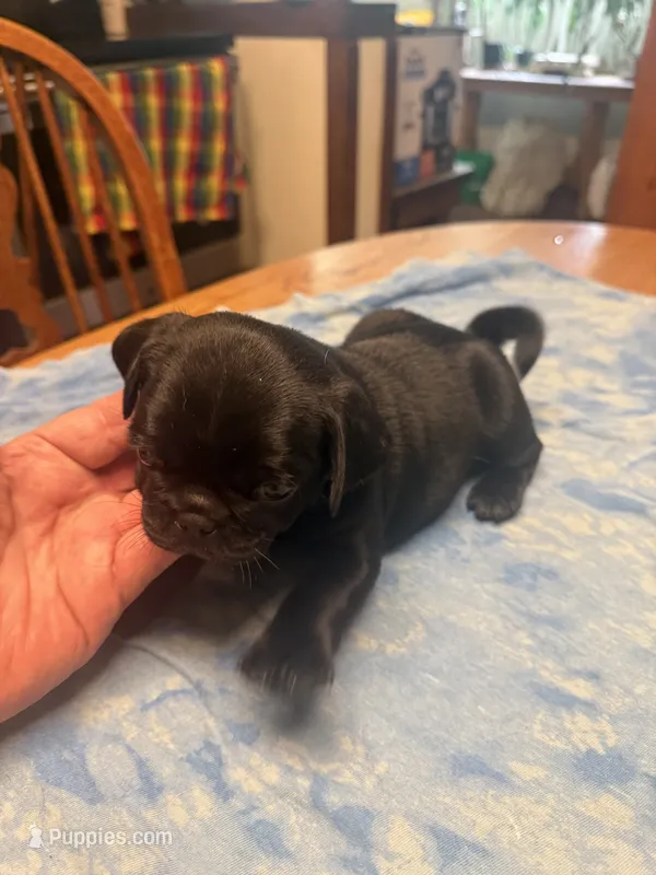 RP2- black male Pug – Pug puppy for sale in Paw Paw, MI
