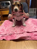 BB2-Female Beagle, a female Beagle for sale in Paw Paw, MI – Photo 2 of 2
