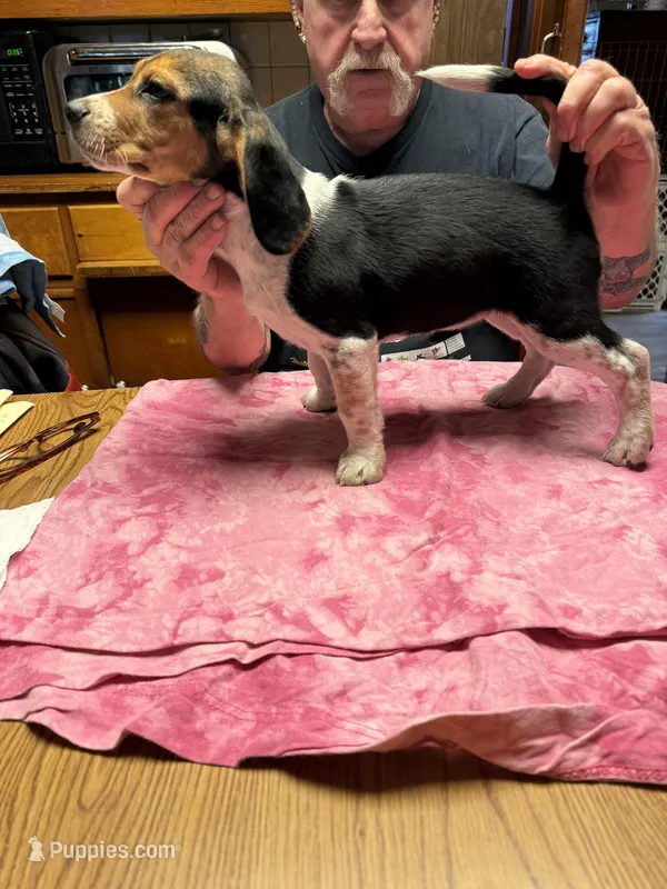 BB2-Female Beagle – Beagle puppy for sale in Paw Paw, MI