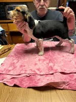 BB2-Female Beagle, a female Beagle for sale in Paw Paw, MI – Photo 1 of 2