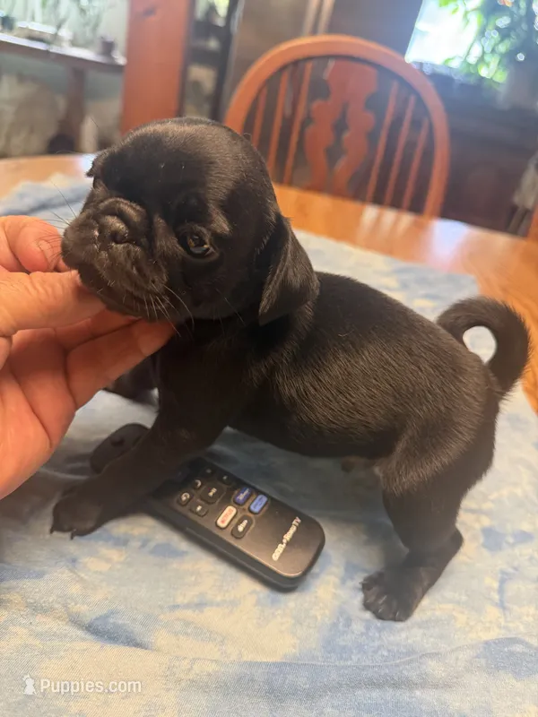 RP4- blackmail Pug – Pug puppy for sale in Paw Paw, MI