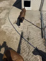 Bree boxer, a female Boxer for sale in Paw Paw, MI – 2 of 3