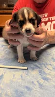 LB2-Tri Male, a male Beagle for sale in Paw Paw, MI – 2 of 2