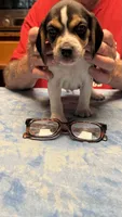 LB4- Tri Male, a male Beagle for sale in Paw Paw, MI – 2 of 2