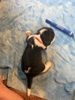 PB4-Tri female, a female Beagle for sale in Paw Paw, MI – 1 of 2