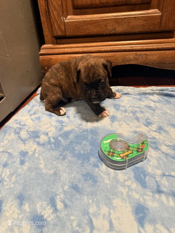 BB4- Dark Brindle Male – Boxer puppy for sale in Paw Paw, MI