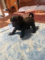 EP3-pug, a male Pug for sale in Paw Paw, MI – 2 of 2