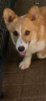 CC-4 Red Male Corgi, a male Pembroke Welsh Corgi for sale in Paw Paw, MI – 2 of 2