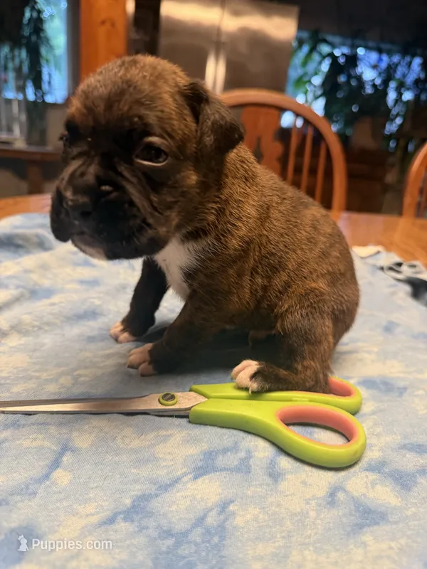 BB4- Dark Brindle Male – Boxer puppy for sale in Paw Paw, MI