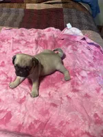 EP2- pug, a female Pug for sale in Paw Paw, MI – 2 of 2