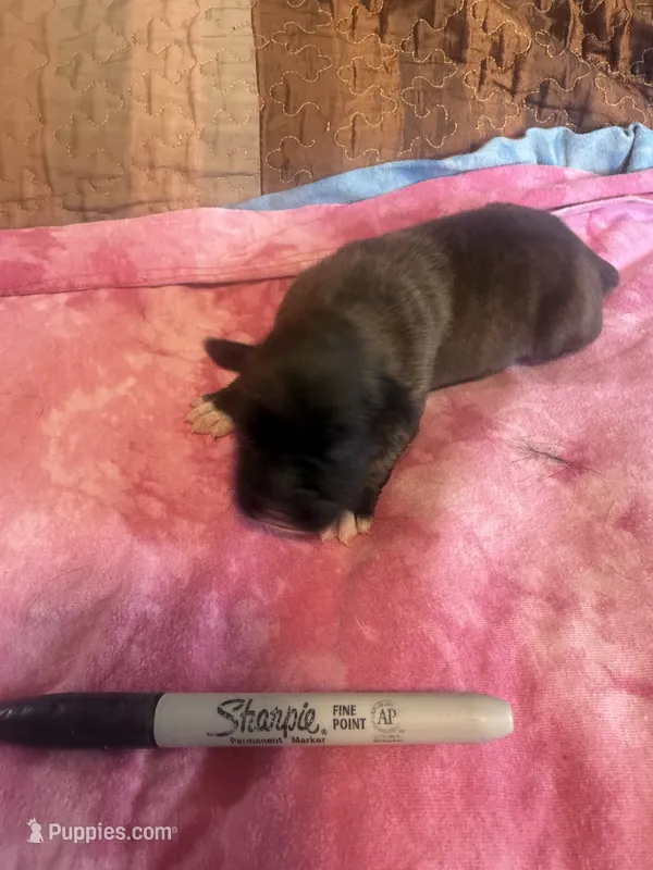 BB1- Male Dark Brindle  – Boxer puppy for sale in Paw Paw, MI