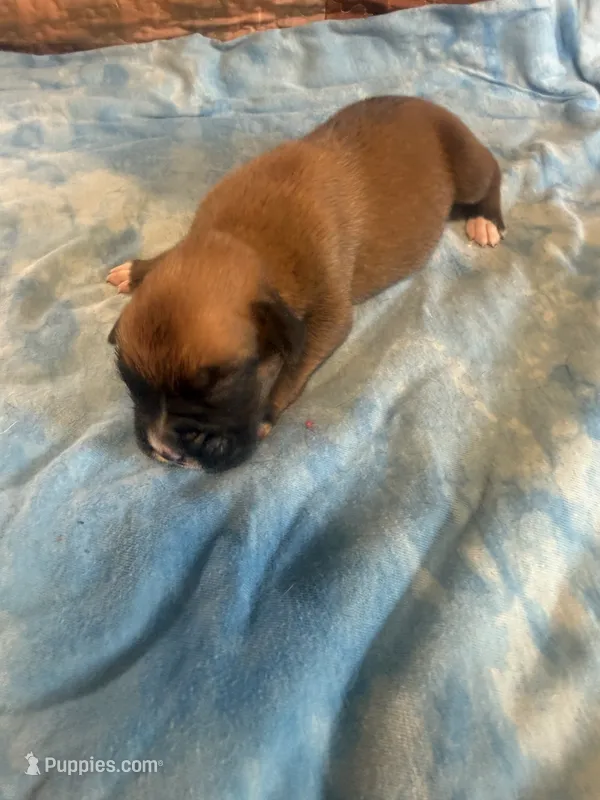 BB5 – Boxer puppy for sale in Paw Paw, MI