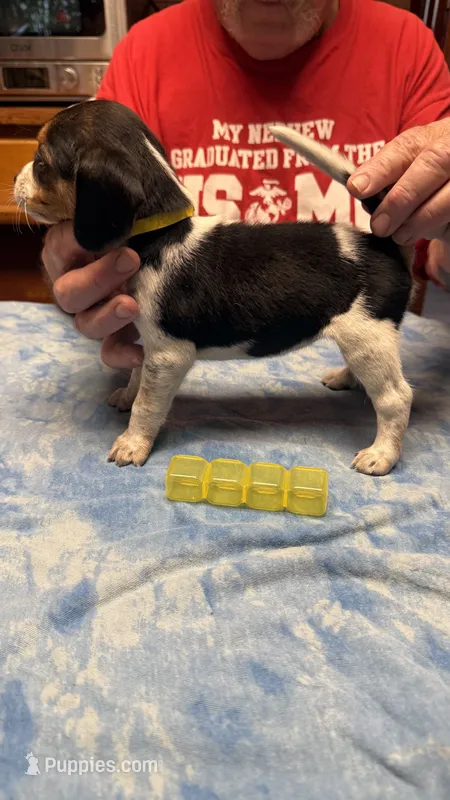 BB2-Tri female  – Beagle puppy for sale in Paw Paw, MI
