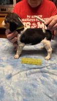 BB2-Tri female , a female Beagle for sale in Paw Paw, MI – 1 of 2