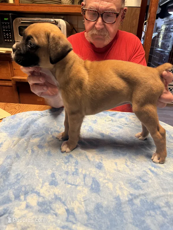 BB5 – Boxer puppy for sale in Paw Paw, MI