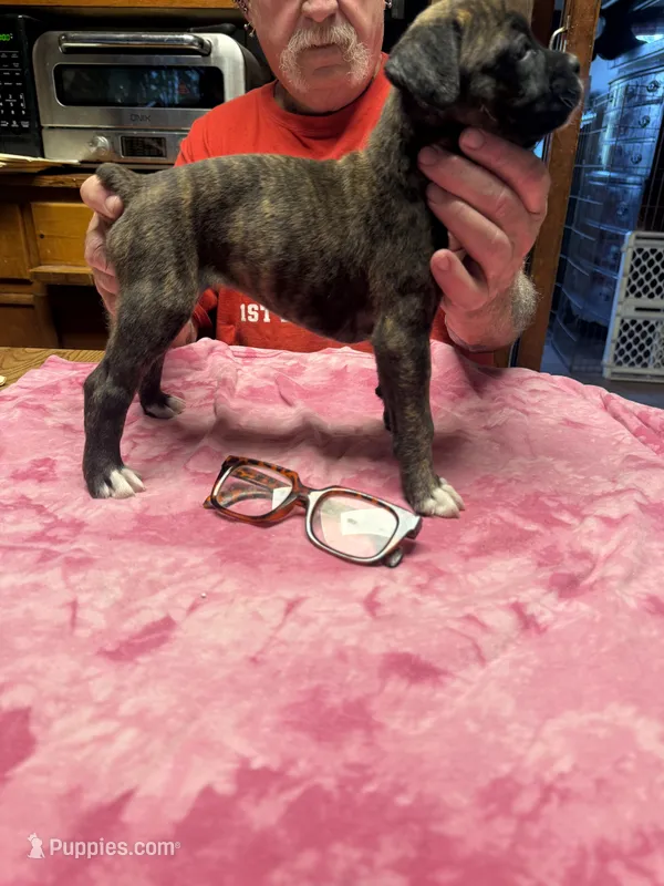 BB1-Female Dark Brindle  – Boxer puppy for sale in Paw Paw, MI