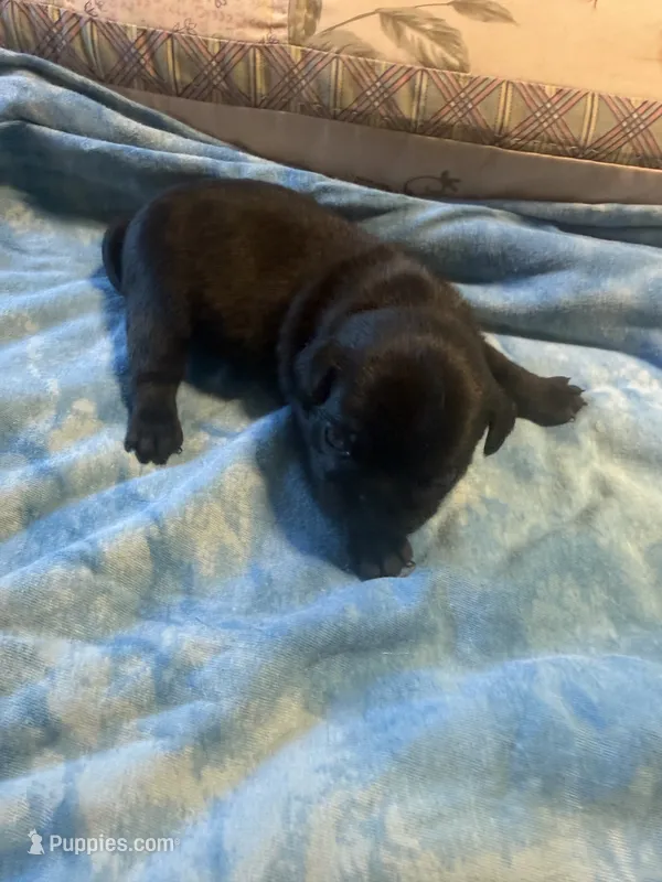 RP2- black male Pug – Pug puppy for sale in Paw Paw, MI