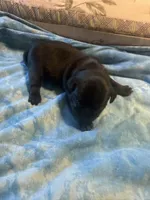 RP2- black male Pug, a male Pug for sale in Paw Paw, MI – 1 of 1