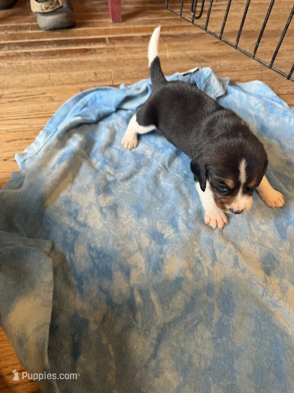 LB1-Tri male  – Beagle puppy for sale in Paw Paw, MI