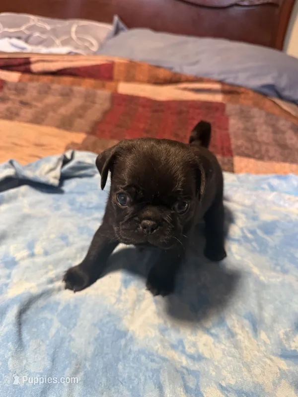 EP3-pug – Pug puppy for sale in Paw Paw, MI