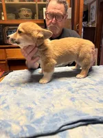 CC-1 Red Male Corgi, a male Pembroke Welsh Corgi for sale in Paw Paw, MI – Photo 1 of 2